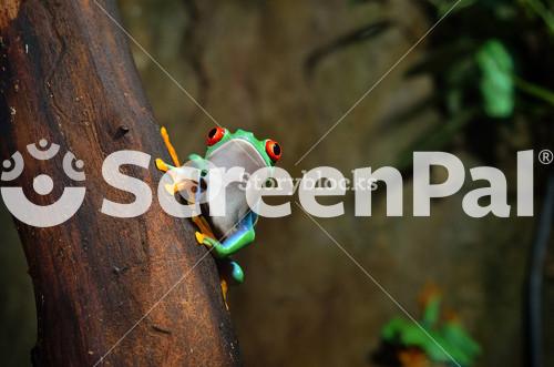 Red Eye Frog  Agalychnis Callidryas In Terrarium